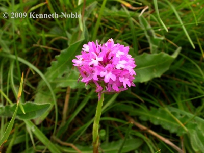 pyramidal orchid (Anacamptis pyramidalis) Kenneth Noble